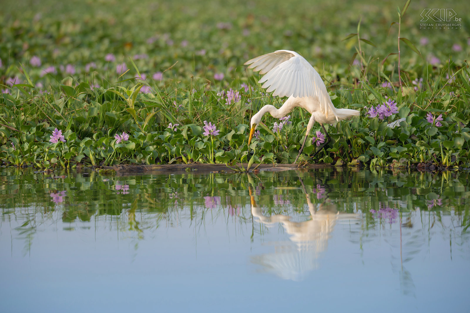Kumarakom - Great egret (Ardea alba) Stefan Cruysberghs